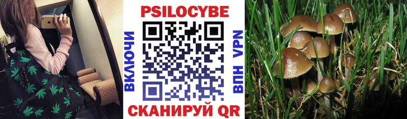 Галлюциногенные грибы Psilocybine cubensis  что такое   Аркадак 